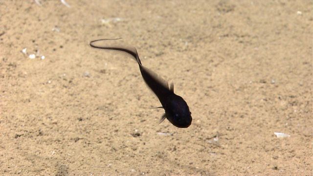 Coryphaenoides rupestris Picture