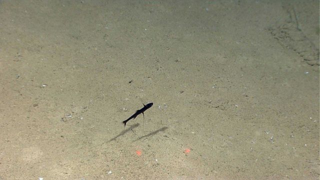 A species of tripod fish Picture