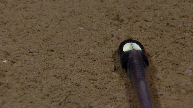An unknown fish with light organs on its head. Picture