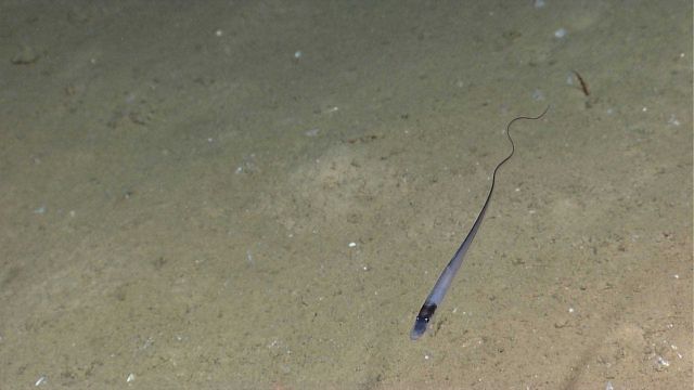 Halosaur sp. Picture