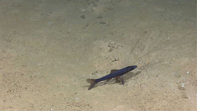 A species of tripod fish. Picture