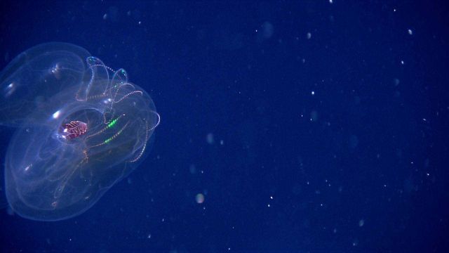 Lobate ctenophore displaying bioluminescence Picture