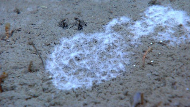 Bacterial mat at cold seep site. Picture