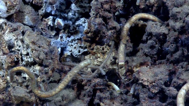 Large vestimentiferan tube worms at cold seep site Picture