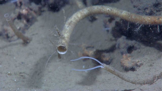 Large vestimentiferan tube worm and possible serpulid tube worms at a cold seep site. Picture