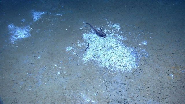 A vestimentiferan tube worm and smaller serpulid tube worms at a cold seep site. Picture