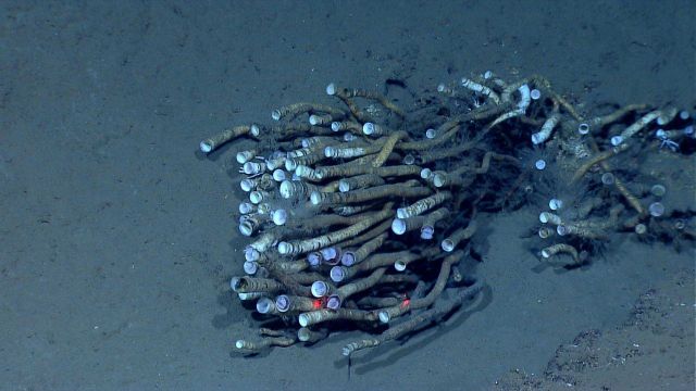 A patch of microbial materia Picture