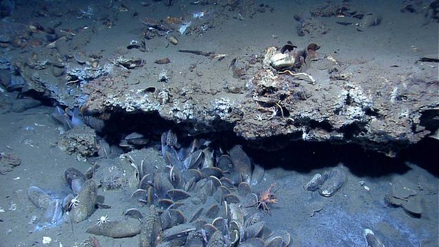 A closeup of the cold seep site in image expl8260 revealing more white squat lobsters, a few large shrimp, and what appear to be barnacles covering so Picture