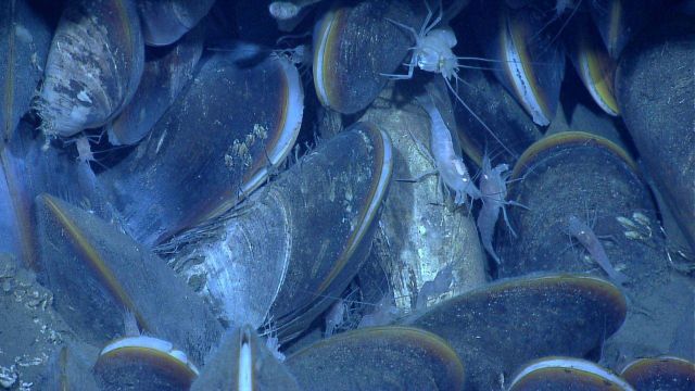 Numerous white shrimp living within a bathymodiolus mussel bed at a cold seep site. Picture
