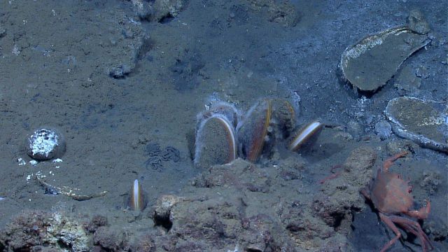 Bathymodiolus mussels and a red crab seen at a cold seep Picture
