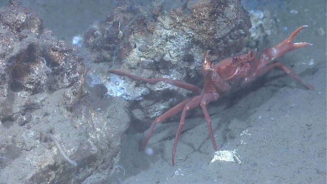 A red crab (Chaceon quinquedens) defending its territory. Picture