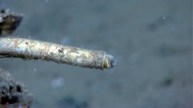 Tip of vestimentiferan worm tube. Picture
