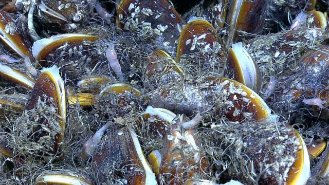 Bathymodiolus mussels, white to translucent shrimp, a scale worm and small life forms Picture