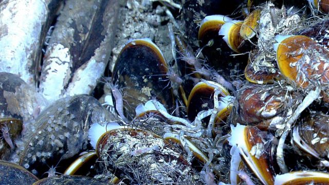 Bathymodiolus mussels, white to translucent shrimp, zoanthids colonizing the mussel in the lower left corner, and vestimentiferan worm tubes at a cold Picture