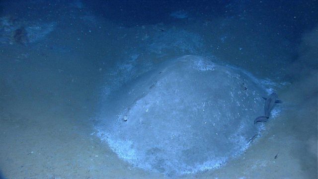 A mound at a cold seep site with a 