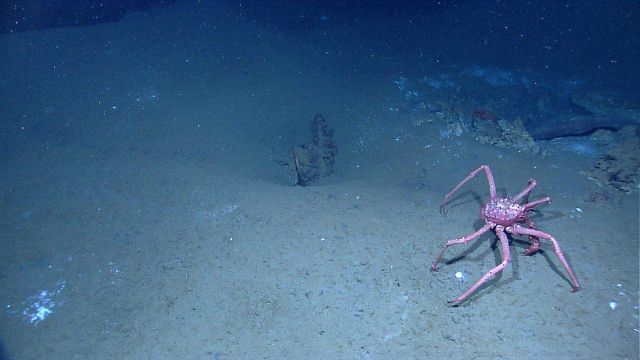 A large lithodid crab walks over the sea floor at a cold seep site Picture
