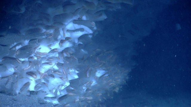 A close view of the ice worms (Hesiocaeca methanicola) populating this methane hydrate occurrence at a cold seep site. Picture