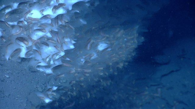 A close view of the ice worms (probably Hesiocaeca methanicola) populating this methane hydrate occurrence at a cold seep site. Picture
