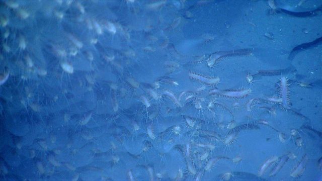 A close view of the ice worms (probably Hesiocaeca methanicola) populating this methane hydrate occurrence at a cold seep site. Picture