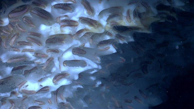 An aggregation of methane ice worms inhabiting a white methane hydrate Picture