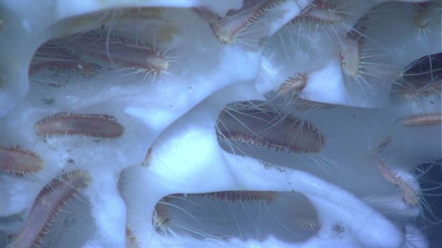 An aggregation of methane ice worms inhabiting a white methane hydrate Picture