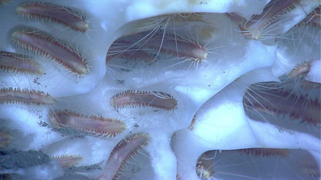 An aggregation of methane ice worms inhabiting a white methane hydrate Picture