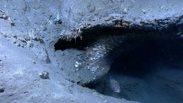 An aggregation of methane ice worms inhabiting a white methane hydrate Picture