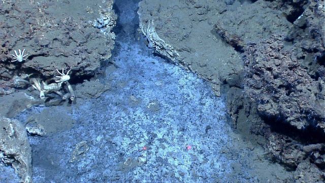 Methane seep area with white squat lobsters and large tube worms. Picture