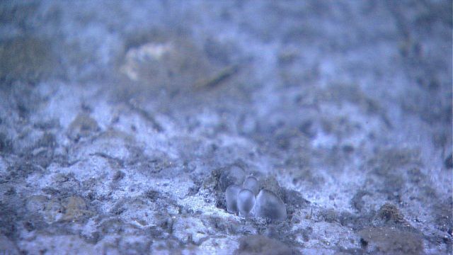 Methane seep with methane bubbles rising out of the sediment. Picture