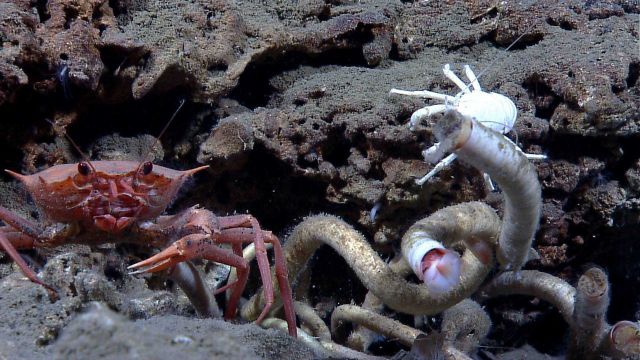 Methane seep with a red crab, a white squat lobster, and large vestimentiferan tube worms. Picture
