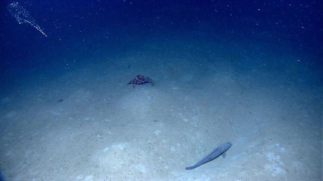 A cusk eel, a red crab, and a diaphanous life form in the upper left. Picture