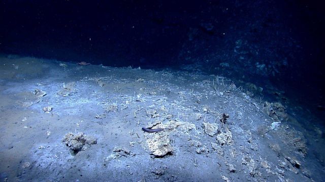 An eel, a red crab, and numerous tube worms are the observed biota in this seep area. Picture