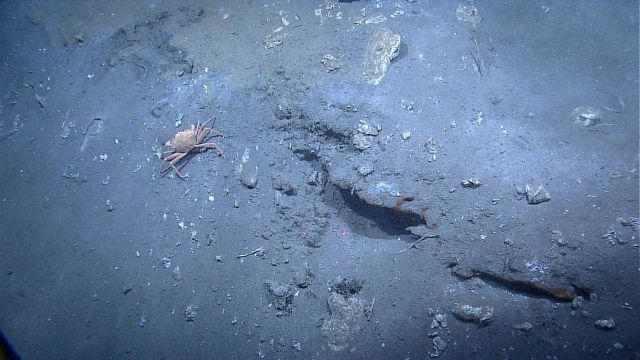 A red crab (Chaceon sp.) in the vicinity of an outcrop of brown methane hydrates . Picture
