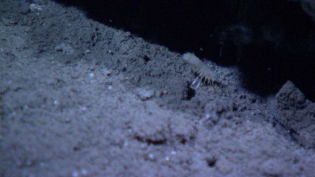 Scale worm in a seep area Picture