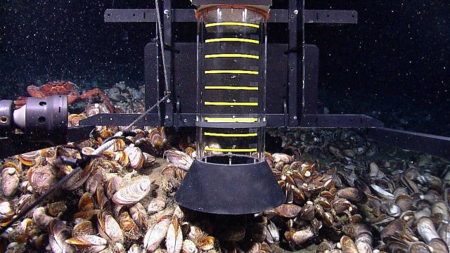 The methane bucket deployed over a methane seep with live mussels and a large red crab (Chaceon quinquedens) in the background Picture