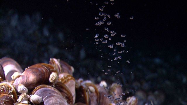 Bubbles of methane gas rise through a mussel bed at the Pascagoula Dome. Picture