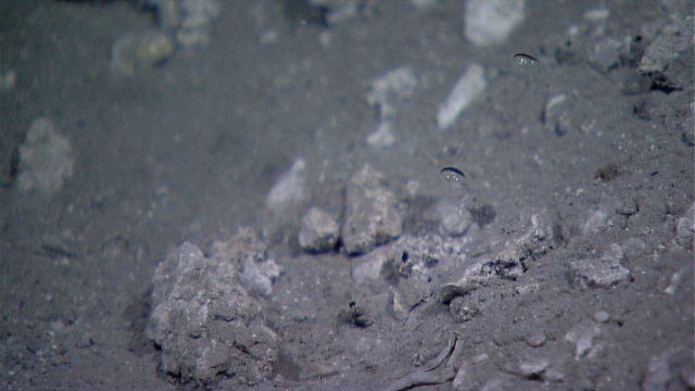 Methane bubbles rising from a seep area. Picture