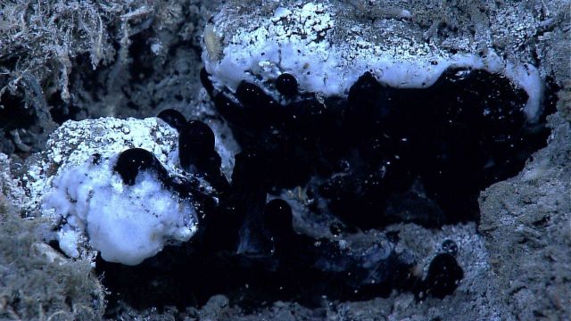 Globules of tar and white bacterial mat at a natural oil seep Picture