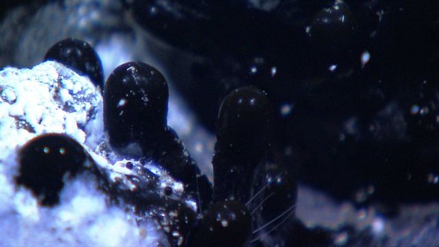 Globules of tar and white bacterial mat at a natural oil seep Picture