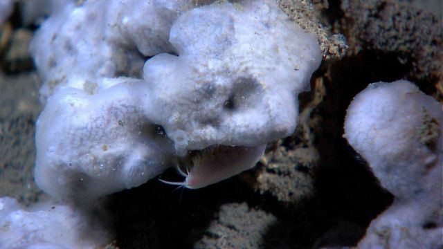 Amphipod and translucent worm tube associated with white spongy material at oil seep site on the seafloor. Picture