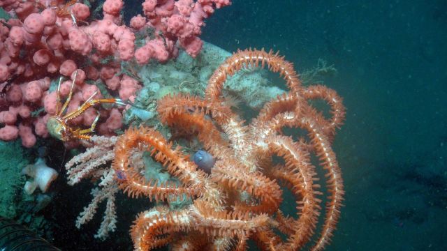 A small fish of the family Bythitidae pokes its head out near a brisingid sea star and hard coral skeleton Picture