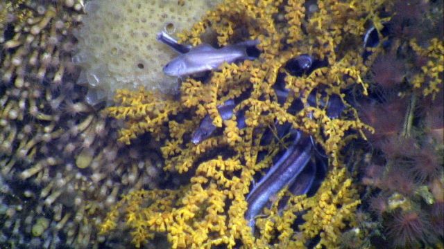 Eels of the genus Dysommina were common at many hard vertical walls, and seemed to prefer entwining themselves in corals along with the bythitid fish. Picture