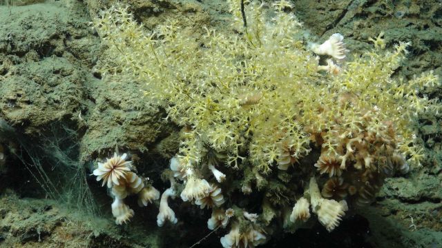 The diversity of coral species on the canyon walls was quite high at times Picture