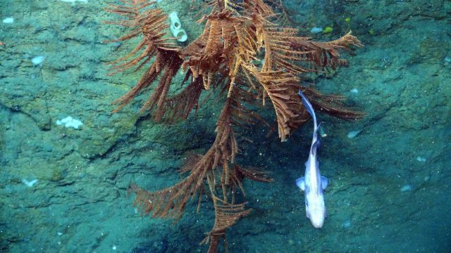 A black coral growing on a vertical wall Picture