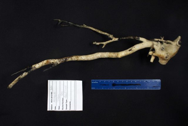 A coral skeleton, likely Primnoa, collected by Jason and photographed in the wet lab Picture