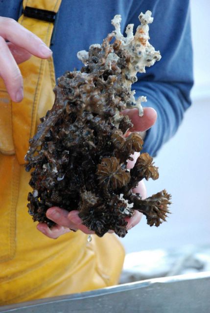 A cluster of two species of deep-sea coral skeletons grown together: the thin branched top is likely Solenosmilia while the circular bottom 