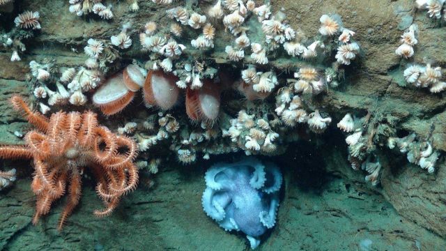 Many different species of invertebrates live together on the steep canyon walls of the Mid-Atlantic continental slope Picture