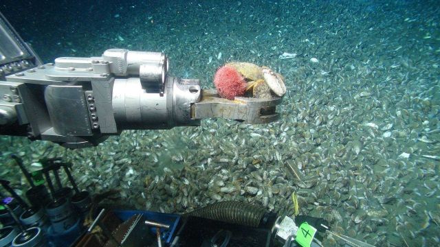 The Jason ROV collects a sea urchin and a few mussels from the expansive mussel bed with its manipulator arm. Picture