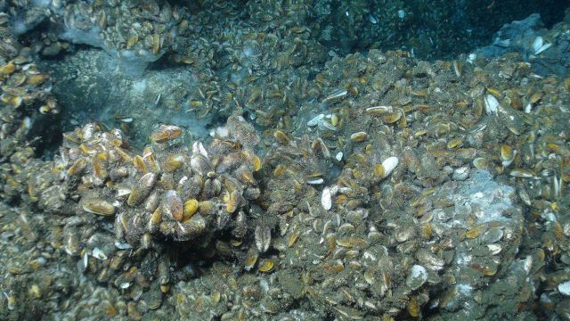 This vast mussel community was found on a flat bottom as well as on rocks rising a meter or more off the seafloor. Picture