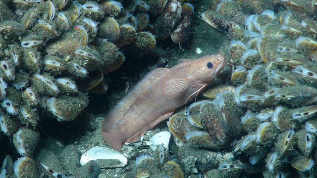 A species of rockling (Family Lotidae), related to hakes and cods, rests among the mussels of a large seep community. Picture